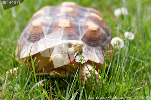 Image of African Spurred Tortoise