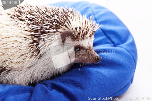 Image of Cute hedgehog