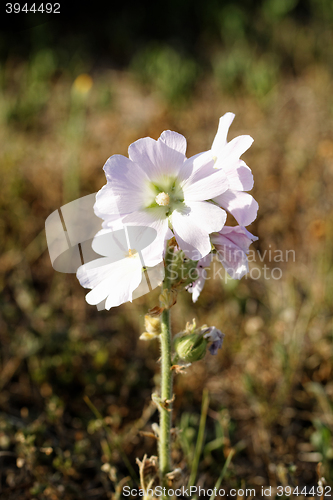 Image of White flower