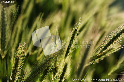 Image of Green wheat