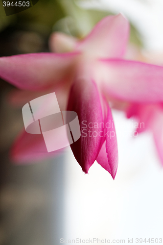 Image of Christmas cactus