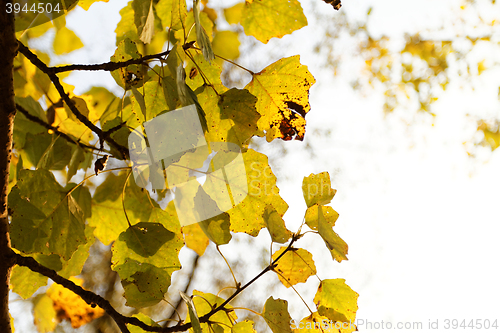 Image of Green leafs