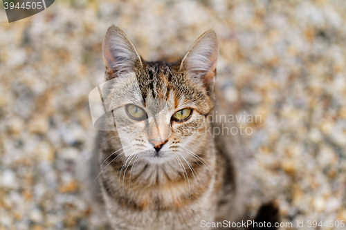 Image of Brown cat