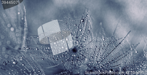 Image of Plant seeds with water drops