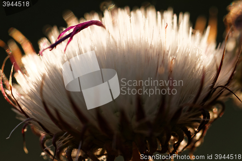 Image of Dandelion