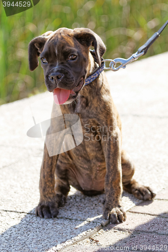 Image of Boxer dog