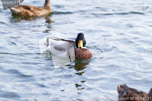 Image of Mallard