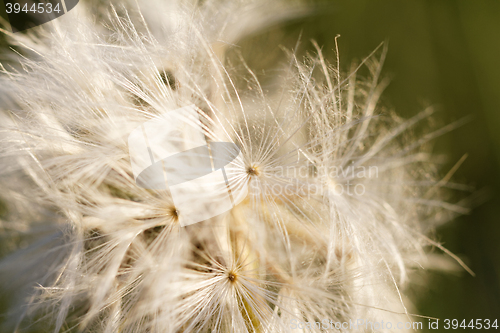 Image of Dandelion seeds