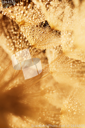 Image of Plant seeds with water drops