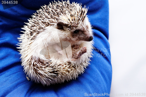 Image of Cute hedgehog