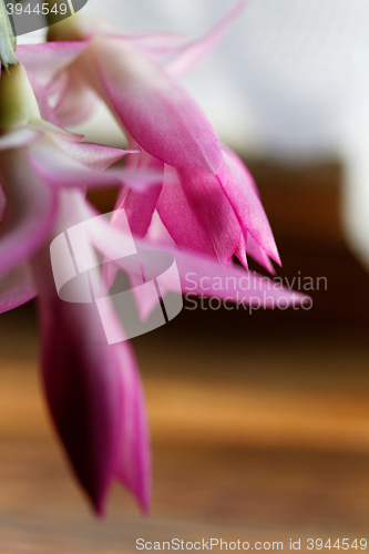 Image of Christmas cactus