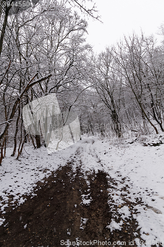 Image of Frozen forest