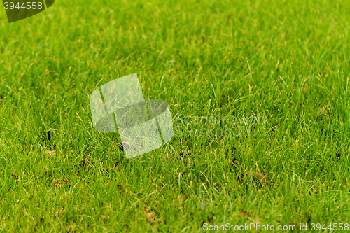 Image of Green grass