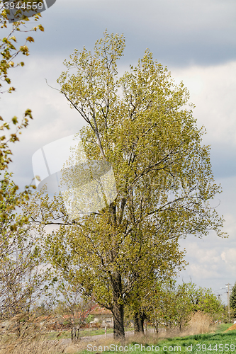 Image of Green tree