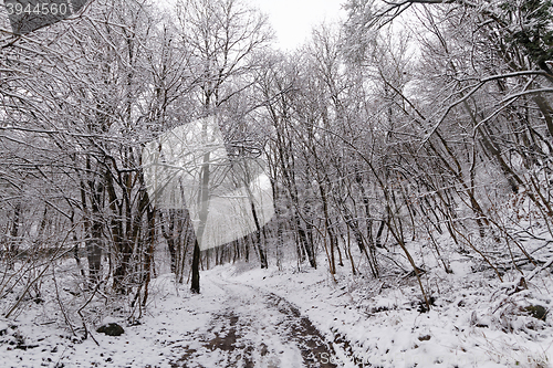 Image of Frozen forest