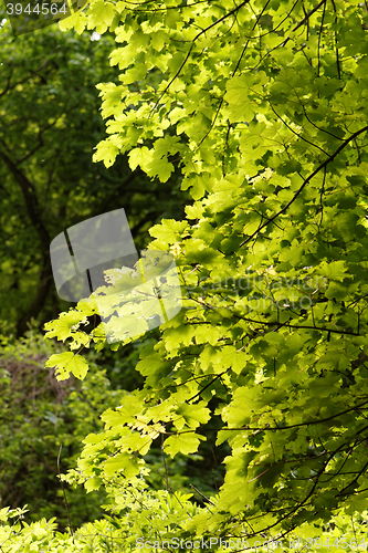 Image of Green leaf