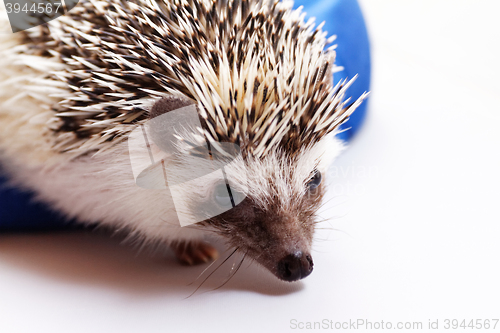 Image of Cute hedgehog