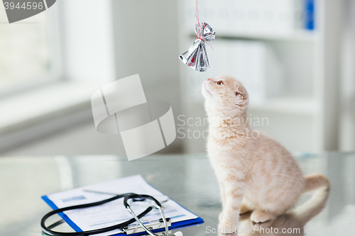 Image of close up of kitten playing with bow at vet clinic