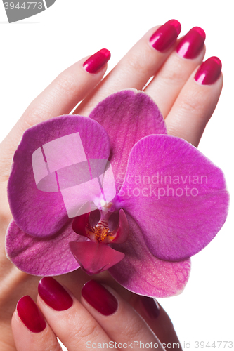 Image of Manicured nails caress dark pink flower pedals