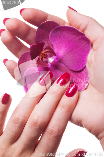 Image of Manicured nails caress dark pink flower pedals