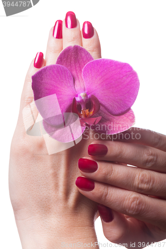 Image of Manicured nails caress dark pink flower pedals