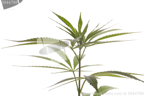 Image of Fresh Marijuana Plant Leaves on White Background