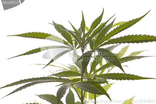 Image of Fresh Marijuana Plant Leaves on White Background