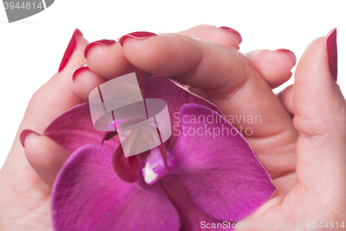 Image of Manicured nails caress dark pink flower pedals