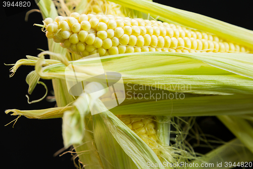 Image of Fresh corn on the cob over a black background