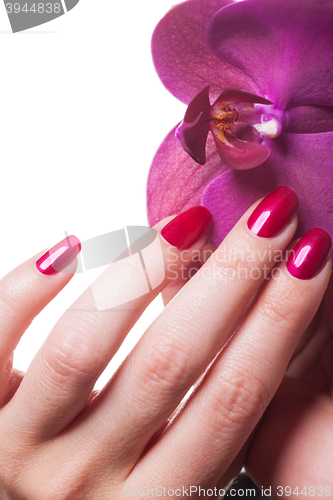 Image of Manicured nails caress dark pink flower pedals