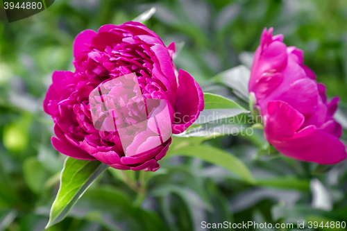 Image of Blooming red peony among green leaves