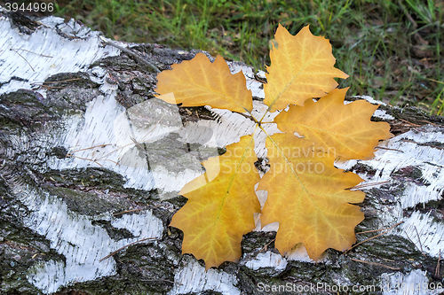 Image of Fallen leaves on the sawn trunk of a birch.