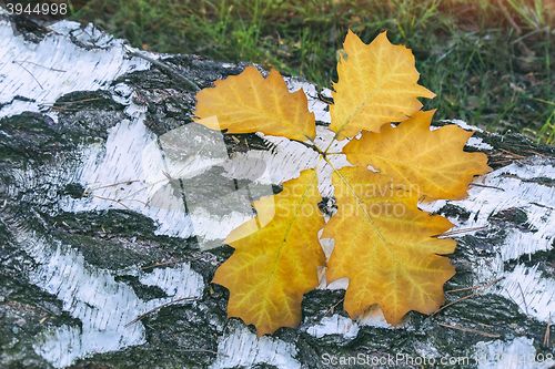 Image of Fallen leaves on the sawn trunk of a birch.
