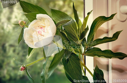 Image of The white peony flower on the windowsill.