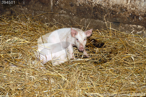 Image of Piglets