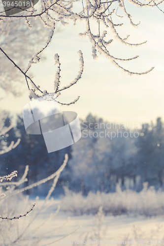 Image of winter landscape of snow-covered fields, trees 