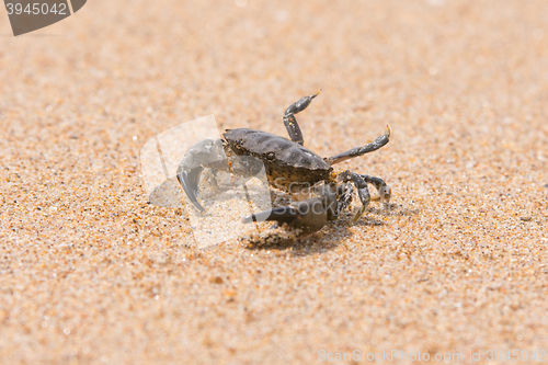 Image of Little sea crab on the sand