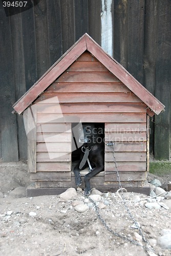 Image of dog in kennel