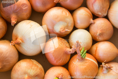 Image of The bulbs are lying in a box closeup