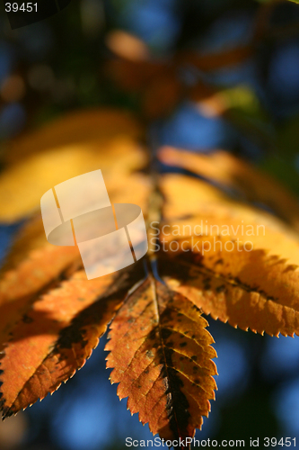Image of Leaf of an ash tree