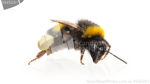 Image of Bee, isolated on white