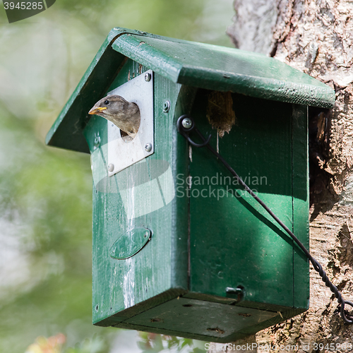 Image of Young sparrow sitting in a birdhouse