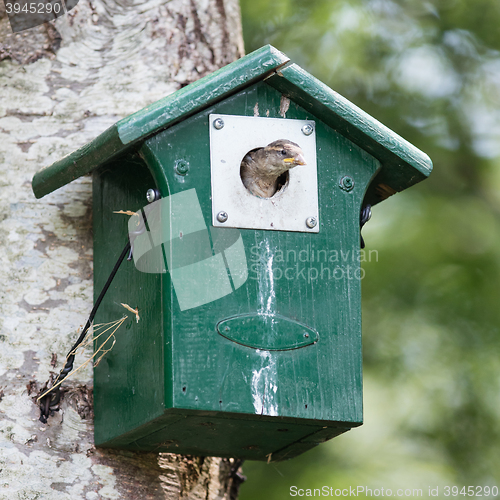 Image of Young sparrow sitting in a birdhouse