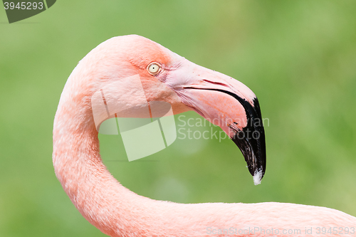 Image of Pink flamingo close-up
