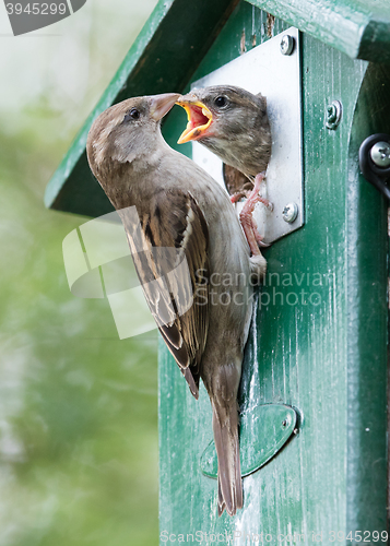 Image of Adult sparrow feeding a young sparrow