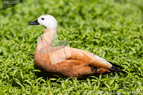 Image of Ruddy shelduck in the grass