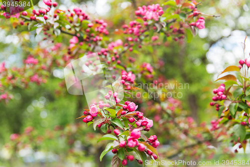 Image of close up of beautiful blooming apple tree branch