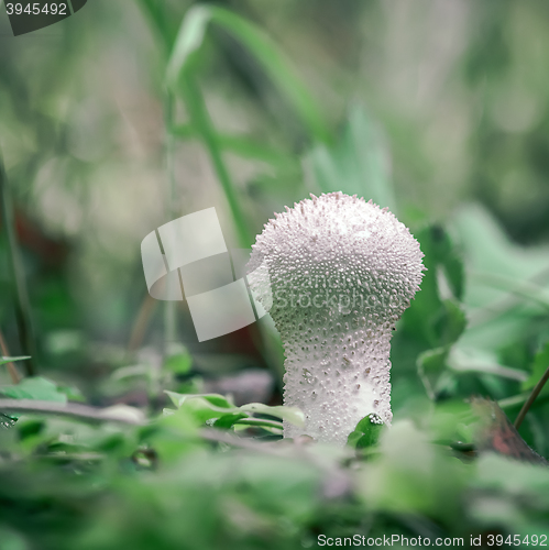 Image of Puffball Mushroom in the forest