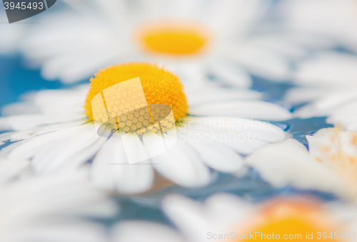 Image of Daisies or chrysanthemums closeup