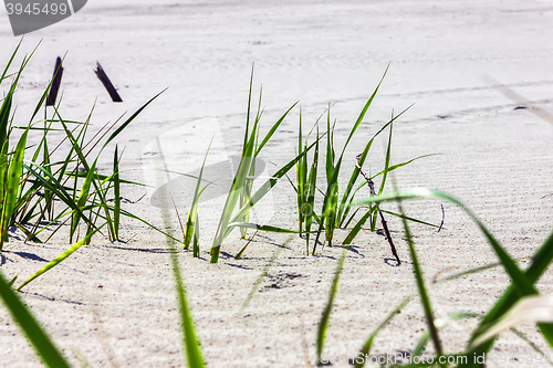 Image of Grass on a white sand closeup